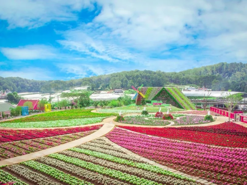 Hydrangea Flower Garden